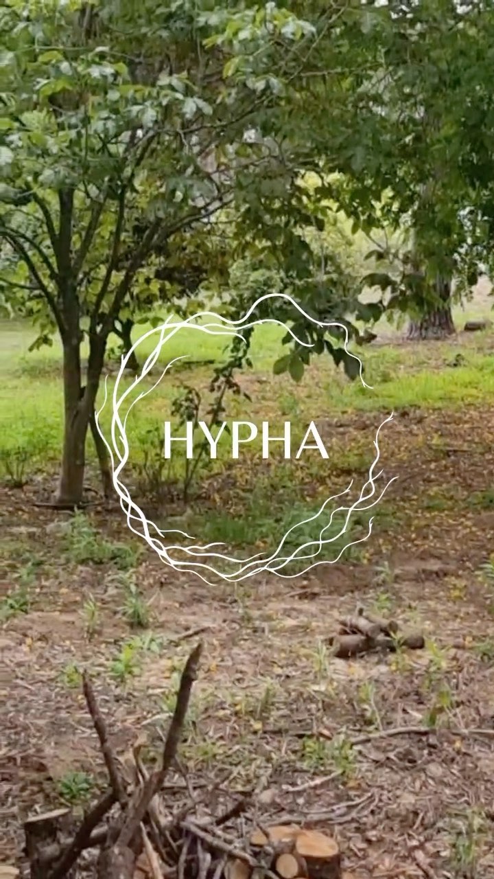 Follow the Path to Hypha Forest Discover a world of