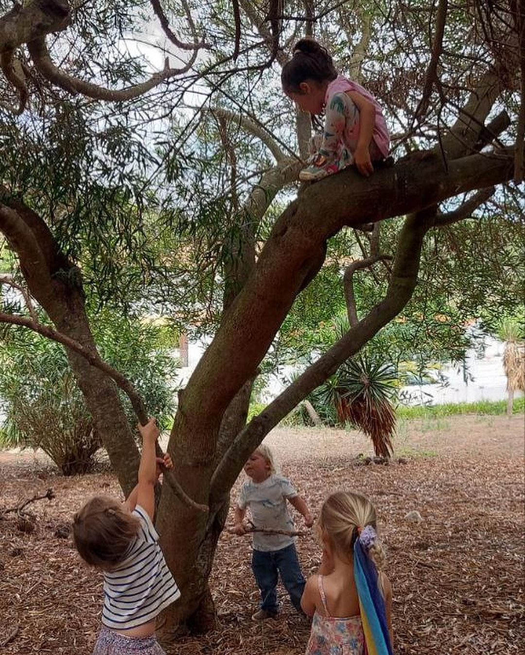 Summer Camp 7 A child climbing a tree